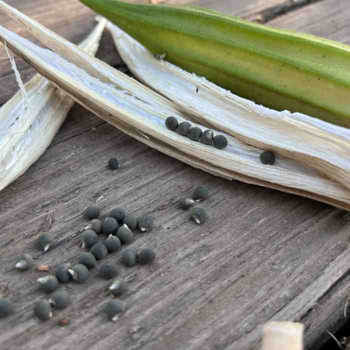 How deep do i plant okra seeds