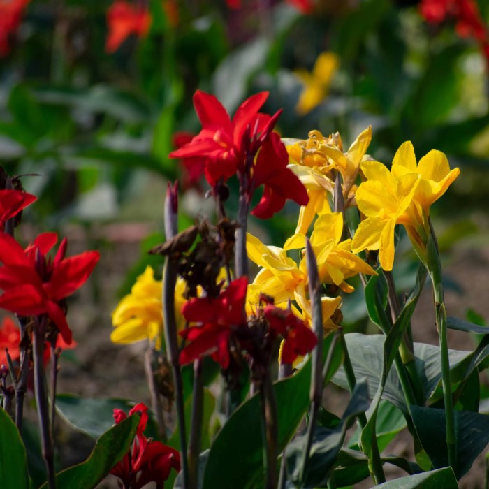 How deep do you plant canna seeds