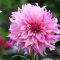 How Deep Do You Plant Dahlia Seeds?