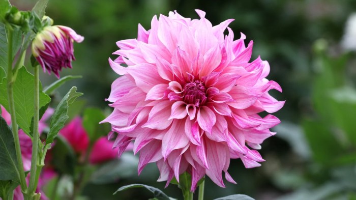 How deep do you plant dahlia seeds