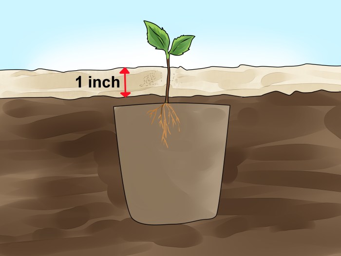 How deep plant apple seeds