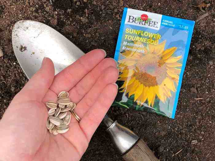 How and where to plant sunflower seeds