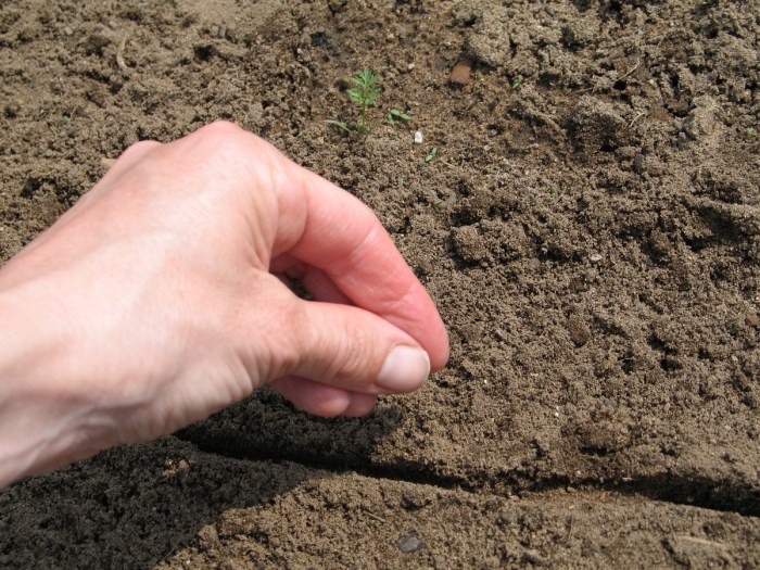 How deep do you plant carrots seeds