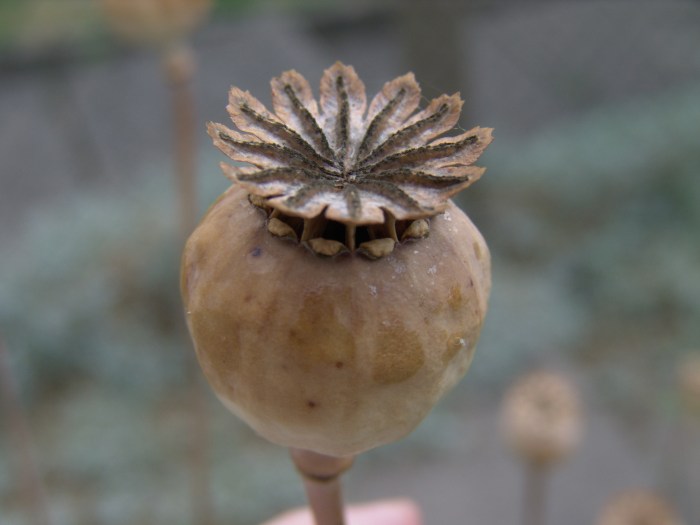 How and when to plant poppy seeds