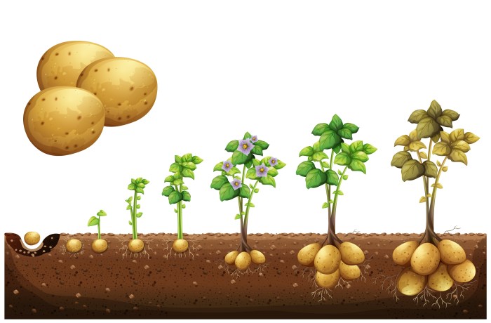 How and when to plant seed potatoes