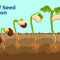 How Deep Do You Plant a Germinated Seed?