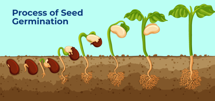 How deep do you plant a germinated seed