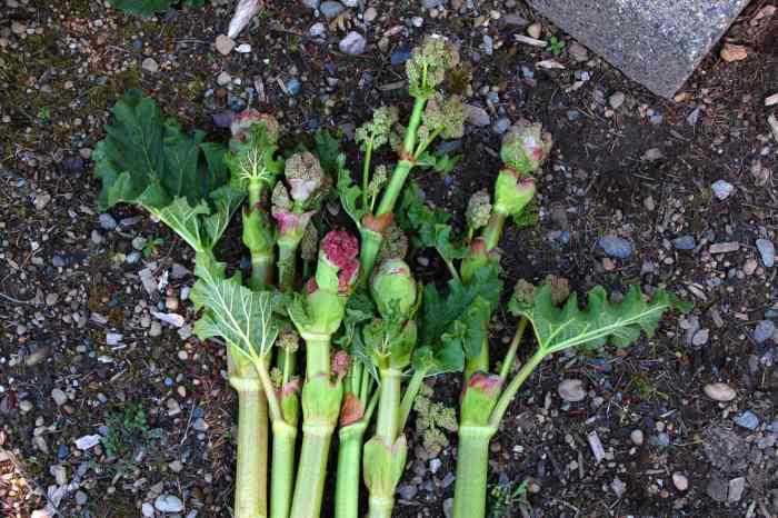 Rhubarb bolts daringgourmet remove