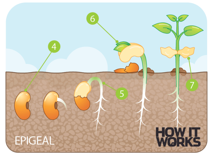 How a seed becomes a plant