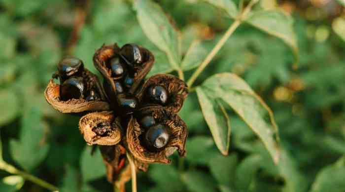 How deep do you plant peony seeds