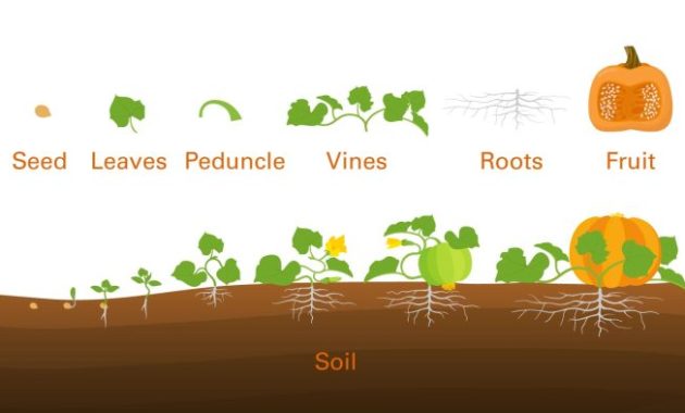 How Deep Should Pumpkin Seeds Be Planted?