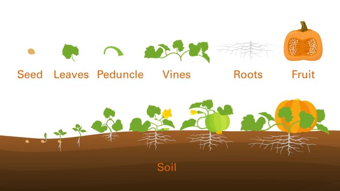 How deep should pumpkin seeds be planted