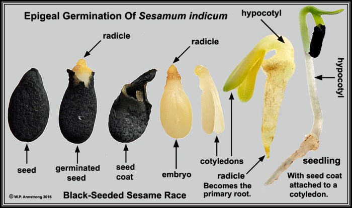 How are plant seeds made