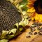 How Can You Plant Sunflower Seeds?