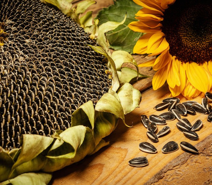 Sunflower seeds skin hair desktop healthy whimsical source youthful wallpaper full produce powerful wallpaperaccess yabibo selenium rich another also wallpapers