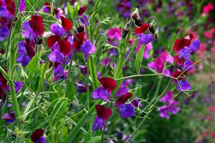 How deep do i plant sweet pea seeds