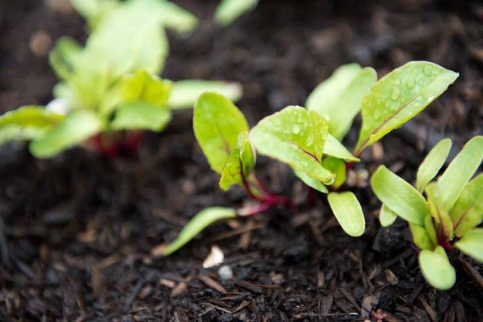 How deep do you plant swiss chard seeds