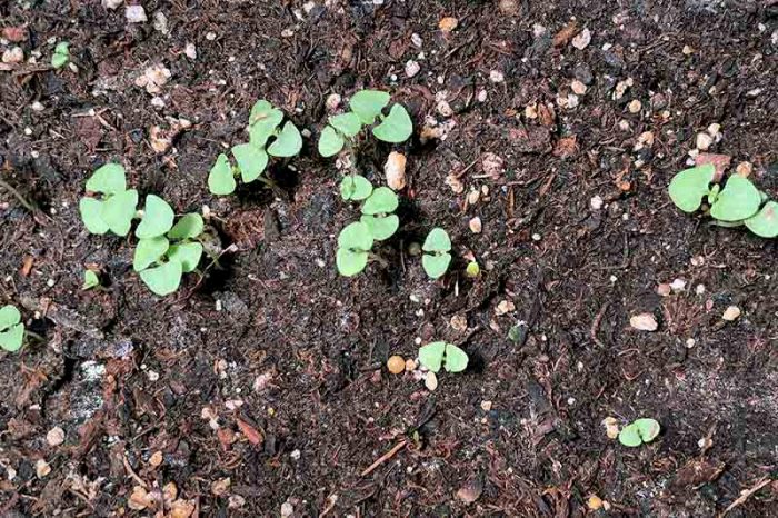 How deep plant basil seeds