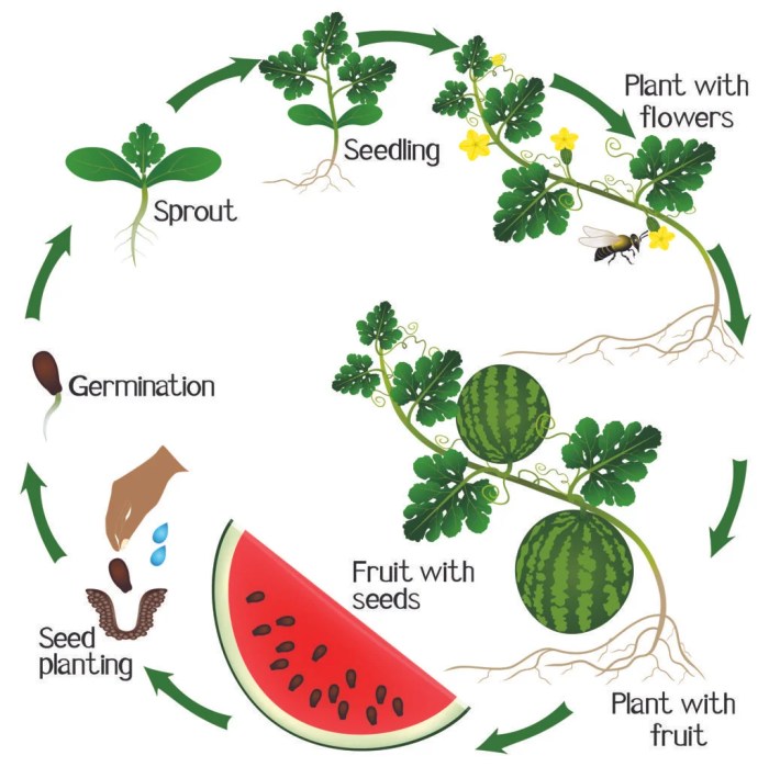 How deep should i plant watermelon seeds