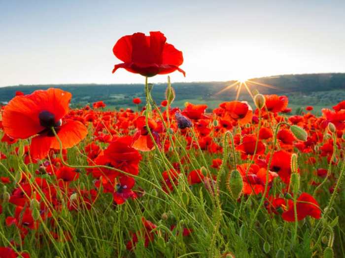 How and when to plant poppy seeds