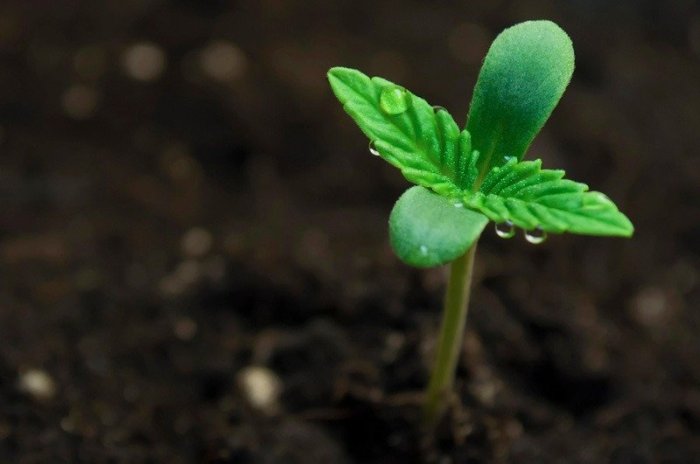 Seeds germinate marijuana seed step effective method guide most here