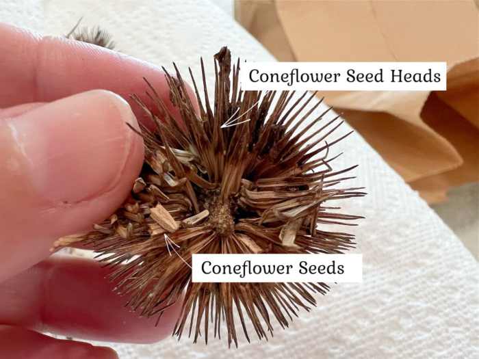 How deep do you plant coneflower seeds