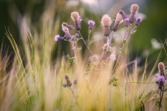 How deep should wildflower seeds be planted