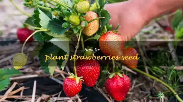 How deep should i plant strawberry seeds