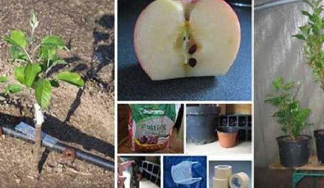 How Deep Should You Plant Apple Seeds?