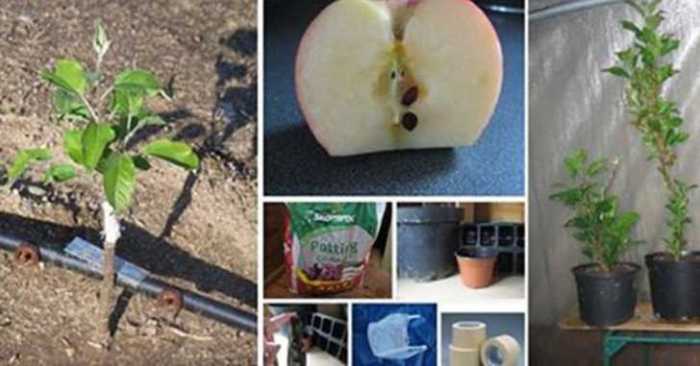 How deep should you plant apple seeds