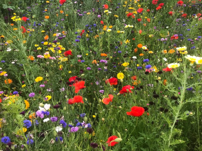 How best to plant wildflower seeds