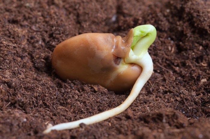 How deep do you plant a germinated seed