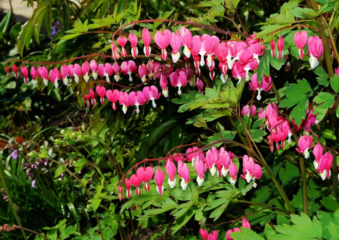 How deep to plant bleeding heart seeds