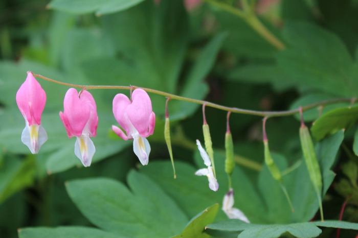 How deep to plant bleeding heart seeds