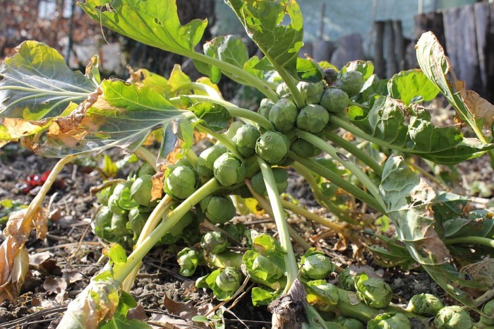 How deep to plant brussel sprout seeds