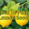 How Deep Do You Plant Lemon Seeds?