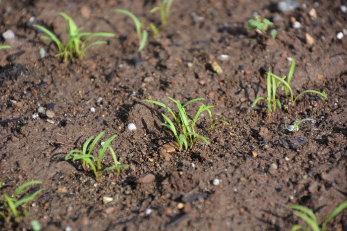 How deep should you plant carrot seeds