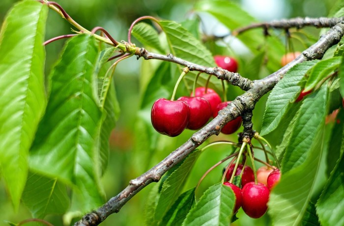 How and when to plant cherry seeds