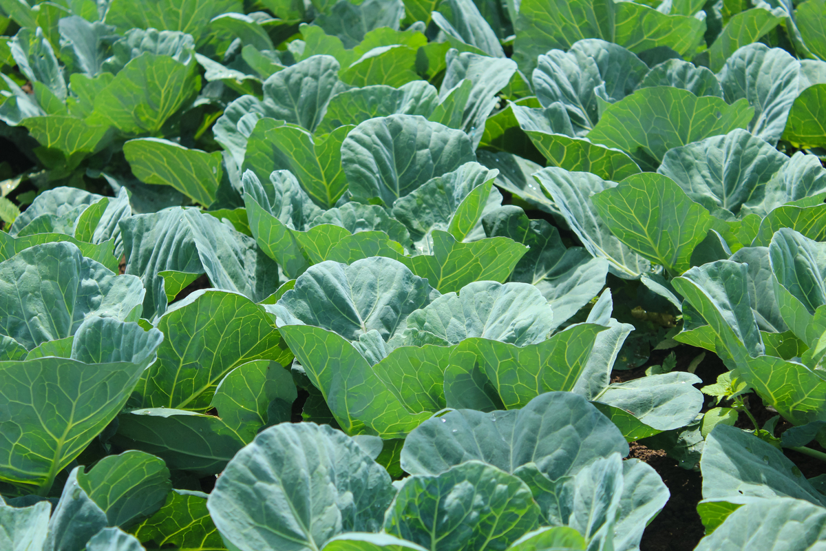 Collard greens growing staple stocked leafy chipmunk gardening