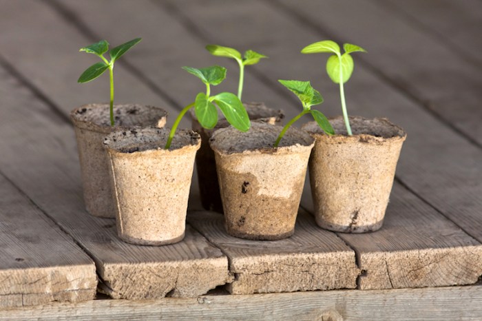 How and when to plant cucumber seeds