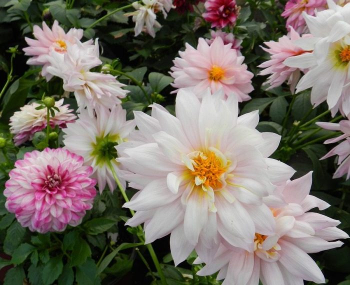 How deep do you plant dahlia seeds