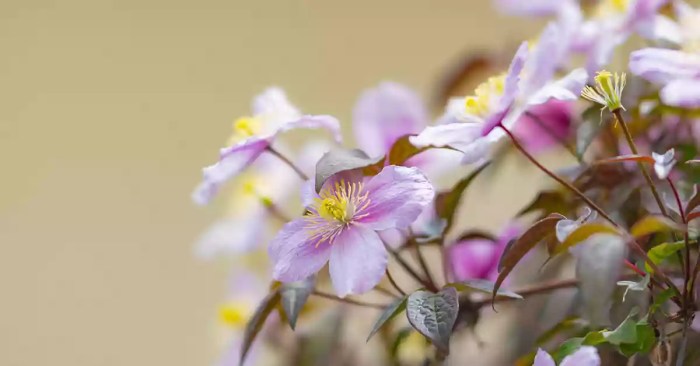 How deep do you plant clematis seeds