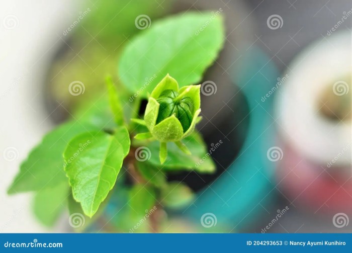 How deep do you plant hibiscus seeds