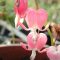 How Deep to Plant Bleeding Heart Seeds