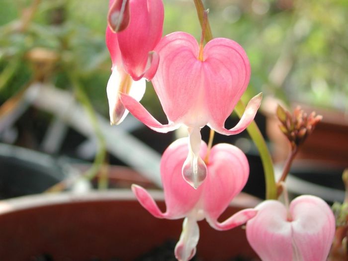 Bleeding flower hearts heart flowers yellow seeds beautiful most plant cuttings root start dicentra romantic plants orange corpse unusual others