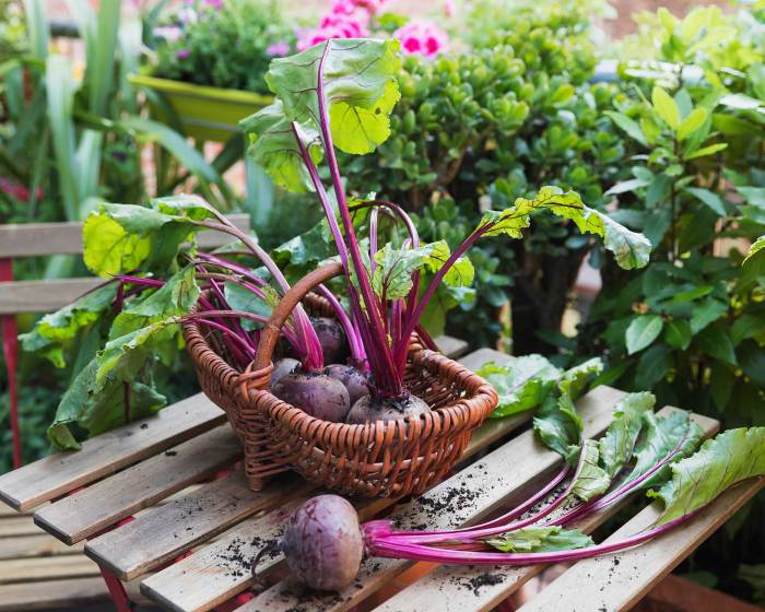 How deep to plant beetroot seeds