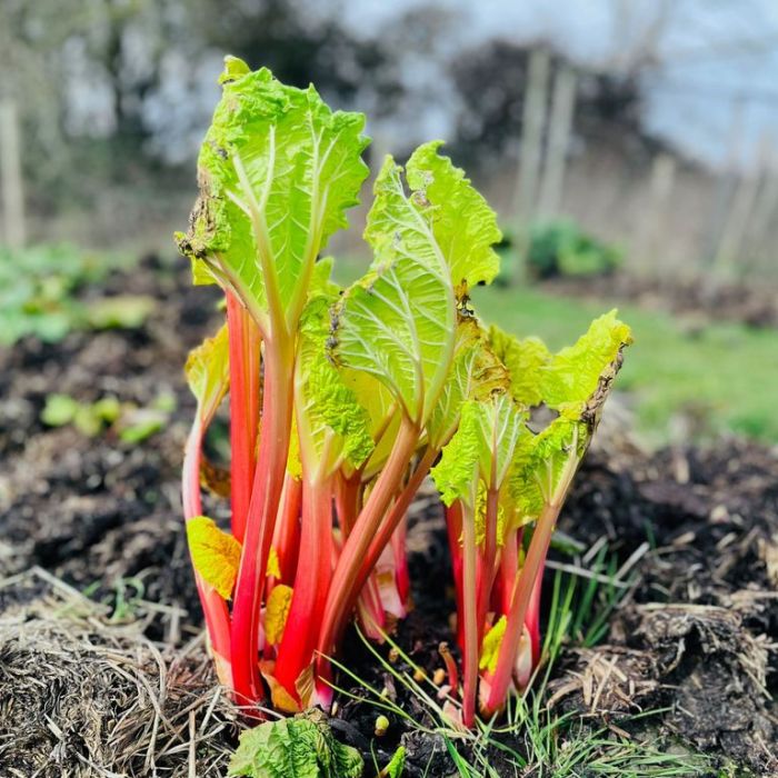 How deep do you plant rhubarb seeds