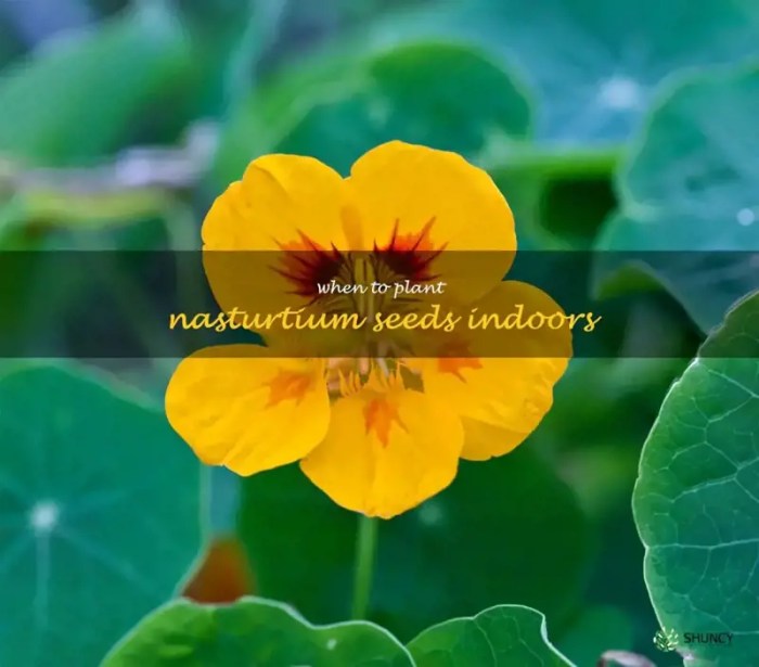 How deep do i plant nasturtium seeds