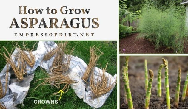 How Deep Do I Plant Asparagus Seeds?