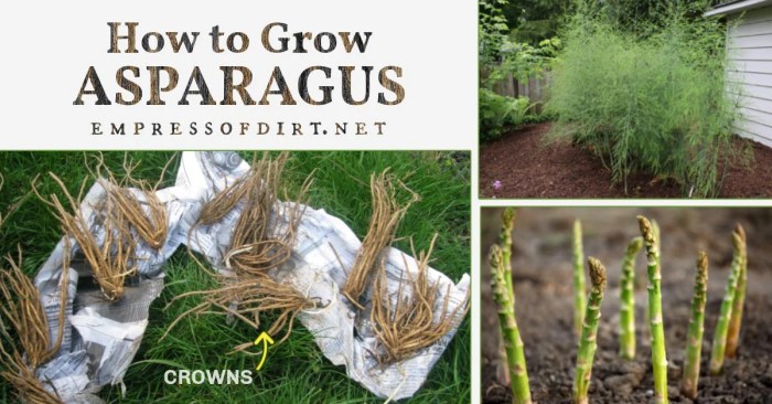 How deep do i plant asparagus seeds